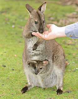 Great Oak Holdings Pty Ltd - ACT Tourism 3