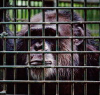 Rockhampton Zoo - ACT Tourism