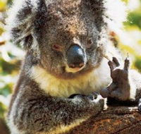 Gorge Wildlife Park - ACT Tourism