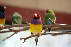 Kyabram Fauna Park - ACT Tourism 1