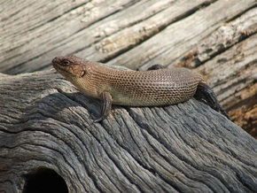 Kyabram Fauna Park - ACT Tourism 2
