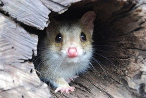 Kyabram Fauna Park - ACT Tourism 3