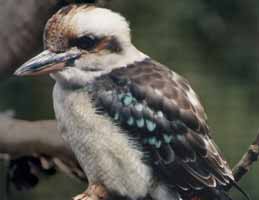 Nowra Wildlife Park - ACT Tourism 2