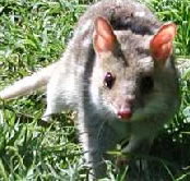 Urimbirra Wildlife Park - ACT Tourism