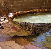 Wyndham Zoological Gardens and Crocodile Park - ACT Tourism