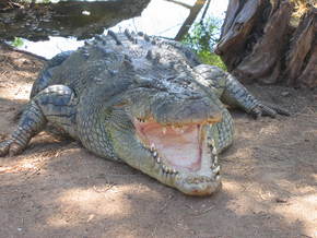 Wyndham Zoological Gardens And Crocodile Park - ACT Tourism 2