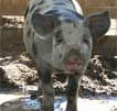 Wagga Wagga Zoo - ACT Tourism