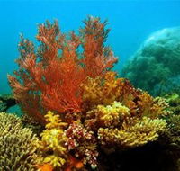 Three Islands Whale Shark Dive - ACT Tourism