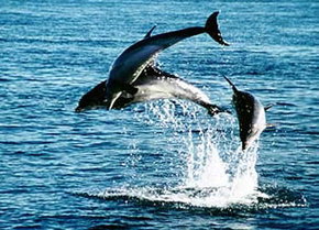 Polperro Dolphin Swims - ACT Tourism 1