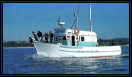 Polperro Dolphin Swims - ACT Tourism 2