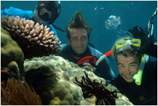 Dolphin Wild - ACT Tourism 1