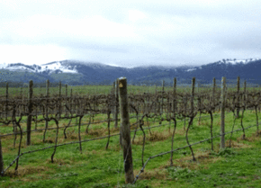 Kinloch Wines - ACT Tourism