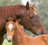 Blue Gum Farm - ACT Tourism
