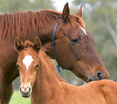 Blue Gum Farm - ACT Tourism 0