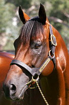 Blue Gum Farm - ACT Tourism 2