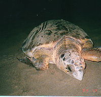 Footprints Adventures - ACT Tourism