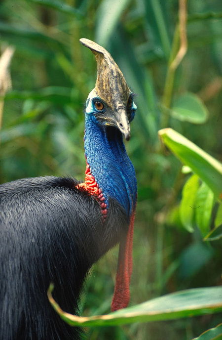 David Fleay Wildlife Park - ACT Tourism 0