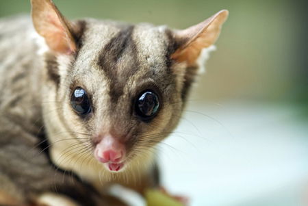 David Fleay Wildlife Park - ACT Tourism 1