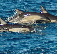 Dolphin Swim Australia - ACT Tourism
