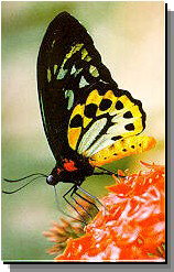 Daintree Rainforest River Trains - ACT Tourism 2