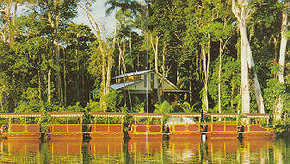 Daintree Rainforest River Trains - ACT Tourism 3