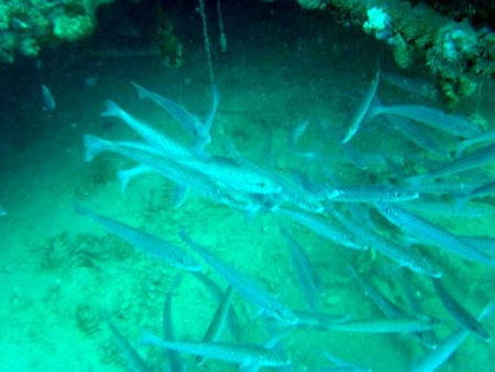 Underwater Sports Diving Centre - ACT Tourism 1