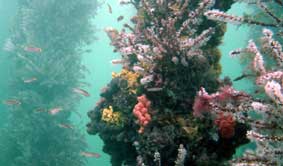 Underwater Sports Diving Centre - ACT Tourism 2