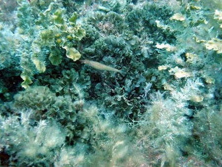 Underwater Sports Diving Centre - ACT Tourism 3