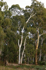 Heysen - The Cedars - ACT Tourism 2