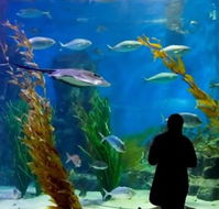 Melbourne Aquarium - ACT Tourism