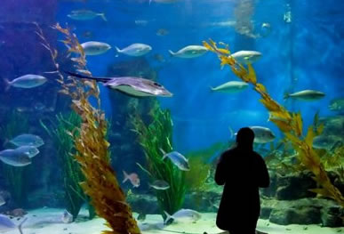 Melbourne Aquarium - ACT Tourism 0