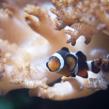 Melbourne Aquarium - ACT Tourism 2