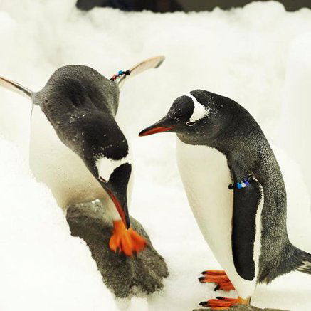 Melbourne Aquarium - ACT Tourism 3