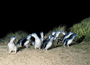 Phillip Island Penguin Parade - ACT Tourism 3