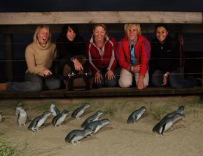 Phillip Island Penguin Parade - ACT Tourism 4