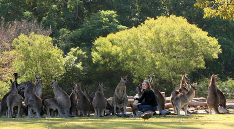 Lone Pine Koala Sanctuary - ACT Tourism 1