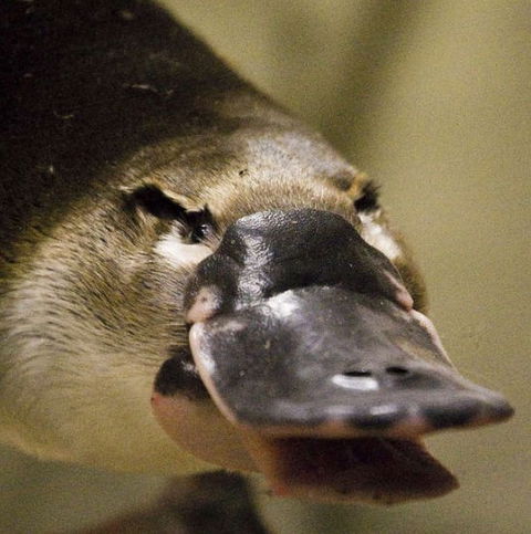 Lone Pine Koala Sanctuary - ACT Tourism 2