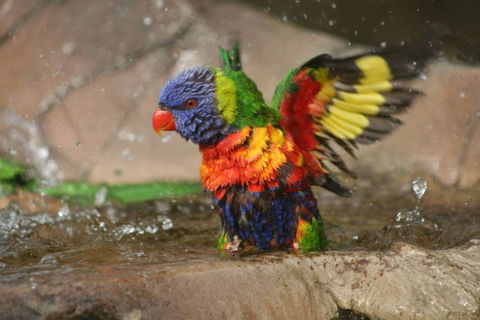 Lone Pine Koala Sanctuary - ACT Tourism 5