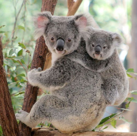 Lone Pine Koala Sanctuary - ACT Tourism 6