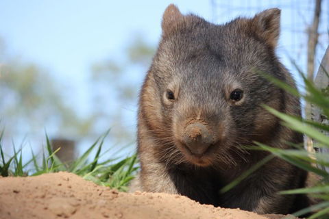 Lone Pine Koala Sanctuary - ACT Tourism 7