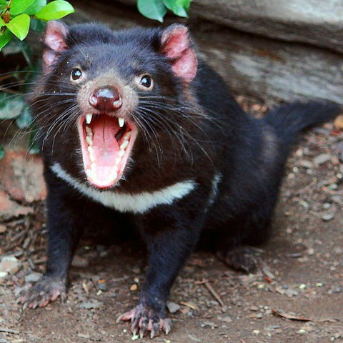 Lone Pine Koala Sanctuary - ACT Tourism 8