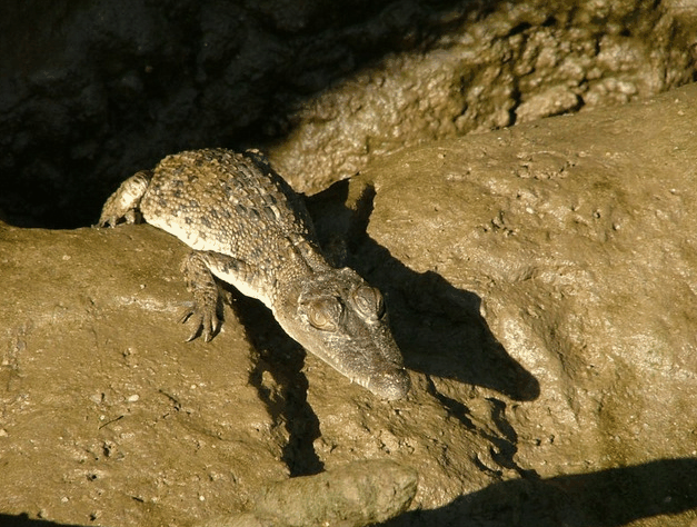 Bruce Belchers Daintree River Cruise - ACT Tourism 3
