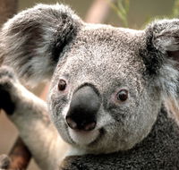 Potoroo Palace - ACT Tourism