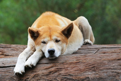 Potoroo Palace - ACT Tourism 1