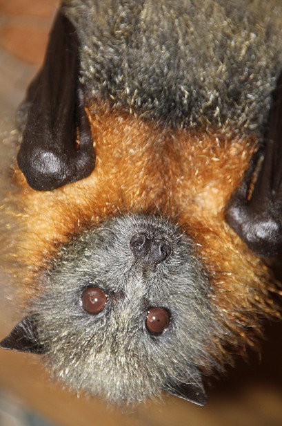 Potoroo Palace - ACT Tourism 2