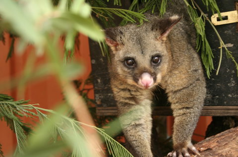 Potoroo Palace - ACT Tourism 3