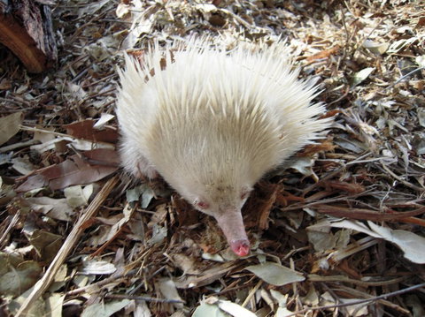 Potoroo Palace - ACT Tourism 4