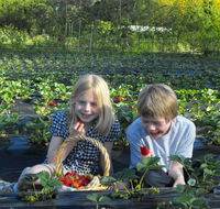 Blue Hills Berries  Cherries - ACT Tourism
