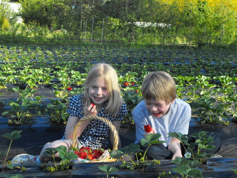 Blue Hills Berries & Cherries - ACT Tourism 0