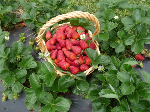 Blue Hills Berries & Cherries - ACT Tourism 3